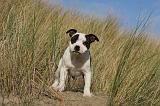 STAFFIE 290